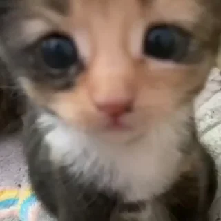🐱
