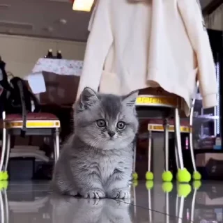 🐾