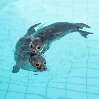 👫