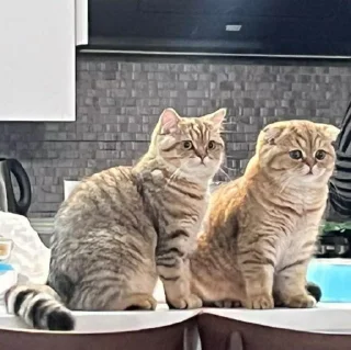 🐈