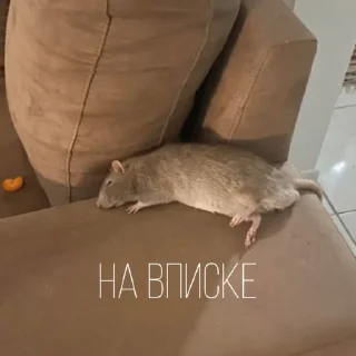 🥳
