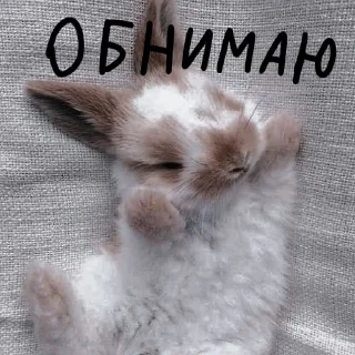 🐰