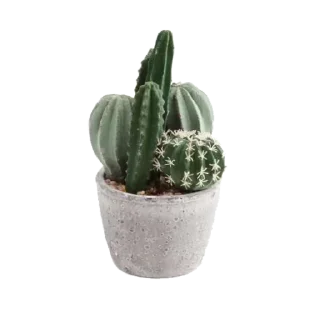 🌵
