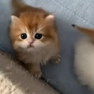 🐈‍⬛️