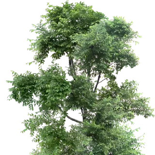 🌳