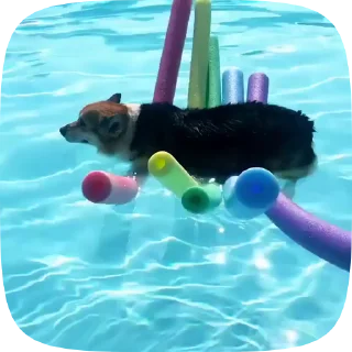 🐶