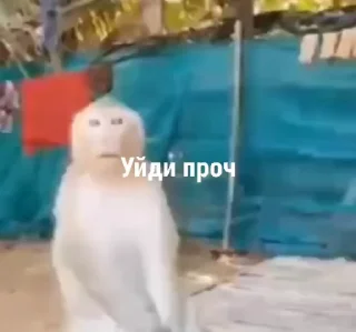🌟