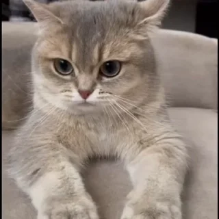 🤩