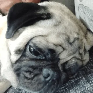 🐶