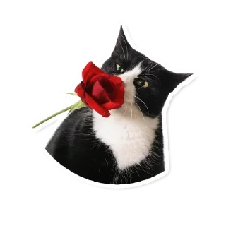 🌷