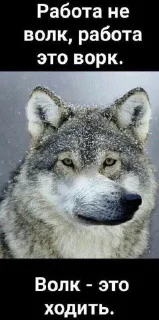 🐺
