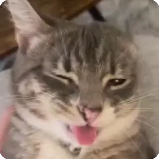 🐤
