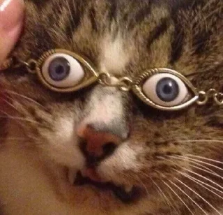 🐱