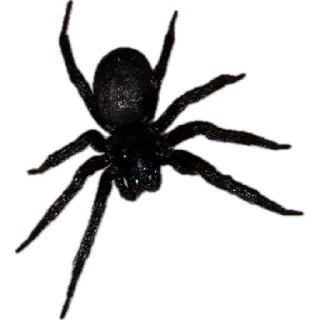 🕷️