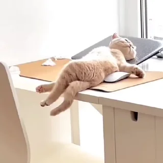 🐈‍⬛