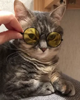 🐈