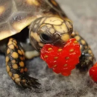 😍