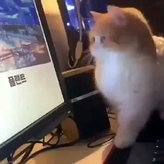 🐈