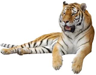 🐅