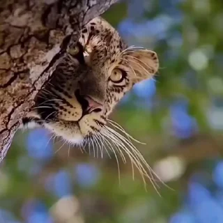 🤩