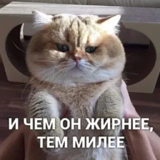 🐱