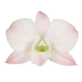 🌸