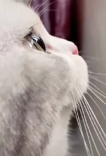 🐈‍⬛