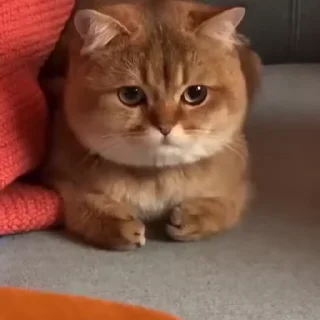 🐱