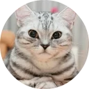 🐱