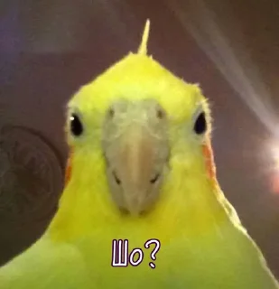 🫢