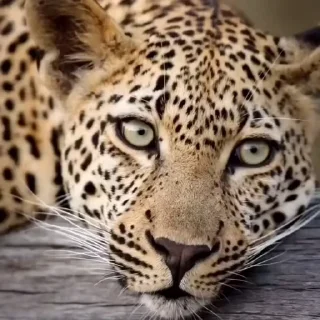 🤩