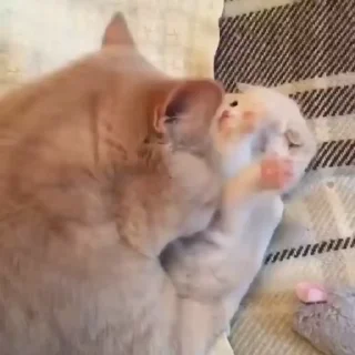 🐈
