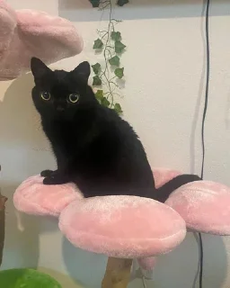 🌸