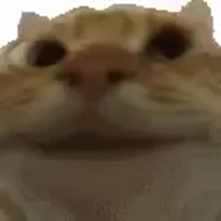 😺