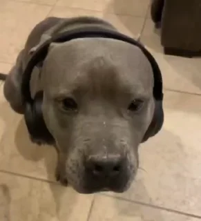 🎧