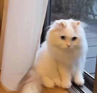 🌟