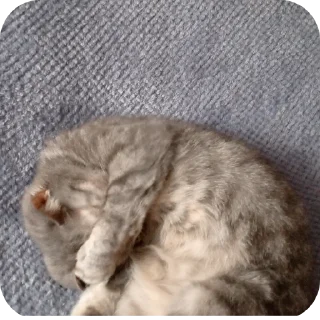 🐱