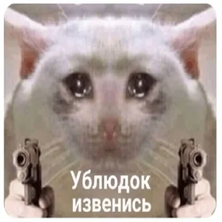😿
