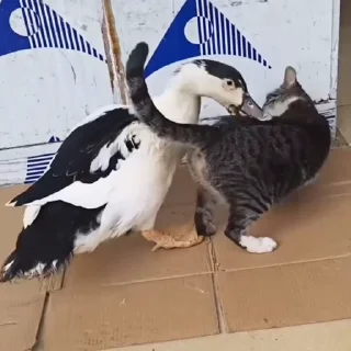 🐈
