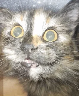 🌟