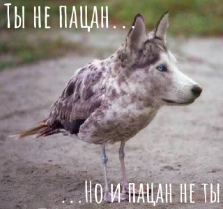 🐺