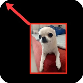 🐶