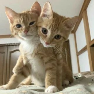💗