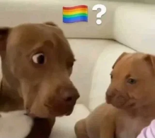 🏳️‍🌈