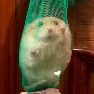 🐹