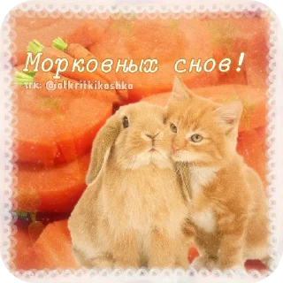 🐱