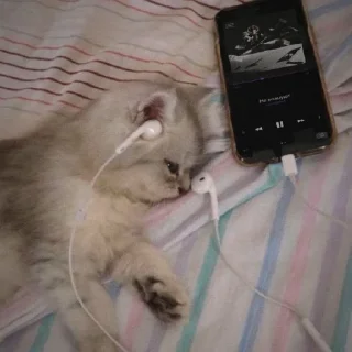 🐈