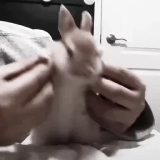 🐇