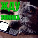 Моя любимая Кошка