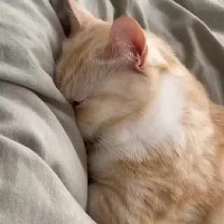🥺